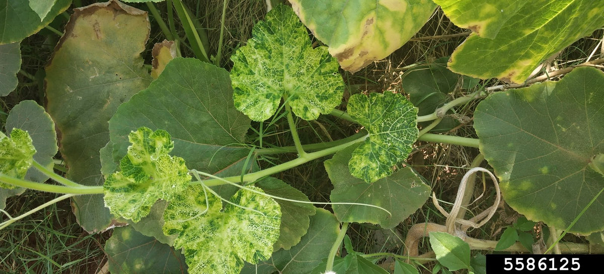 Cucumber leaves with the yellow and green mottled mosaic pattern of cucumber mosaic virus