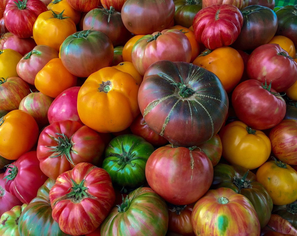 Colourful organic heirloom tomatoes of many varieties piled up at a farmers market