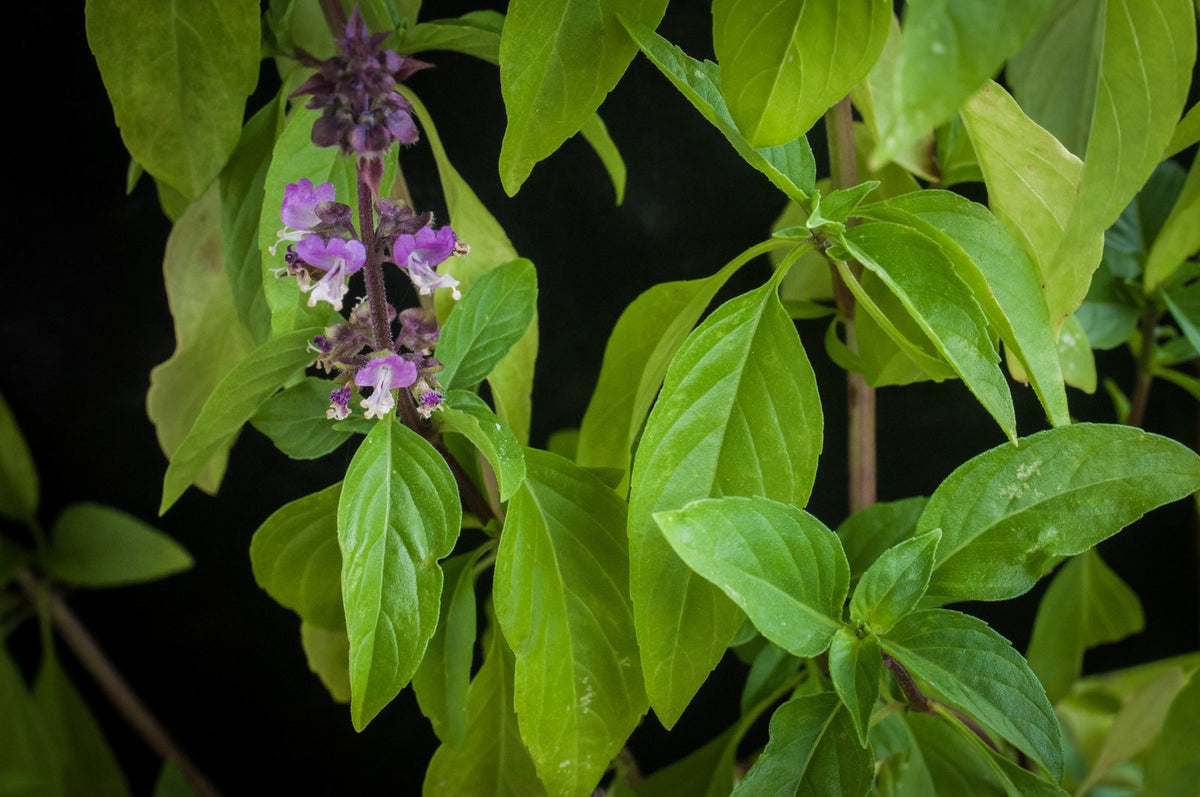 Thai basil plant with purple flower spikes and green leaves