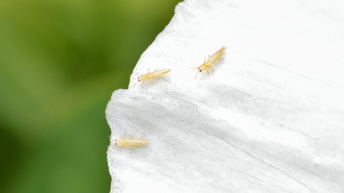Three Frankliniella thrips, tiny pale insects, on a white flower petal
