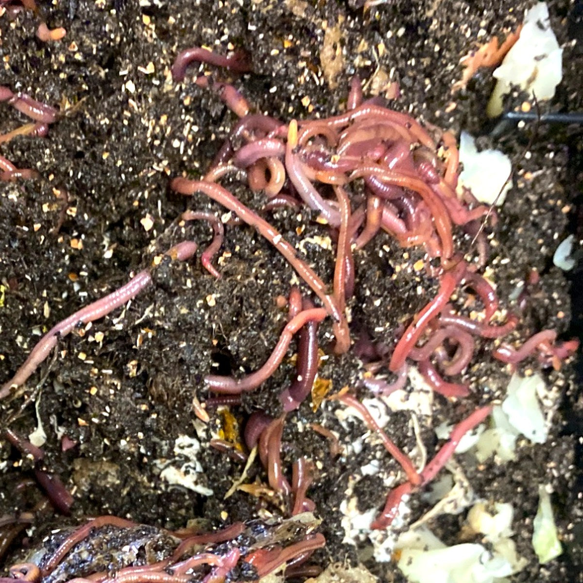 Live compost worms in their castings, fresh from the Corrogarden worm farm